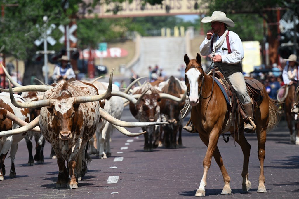 Cowboys on horseback lead a herd of Texas Longhorn cattle during a street drive in Fort Worth.